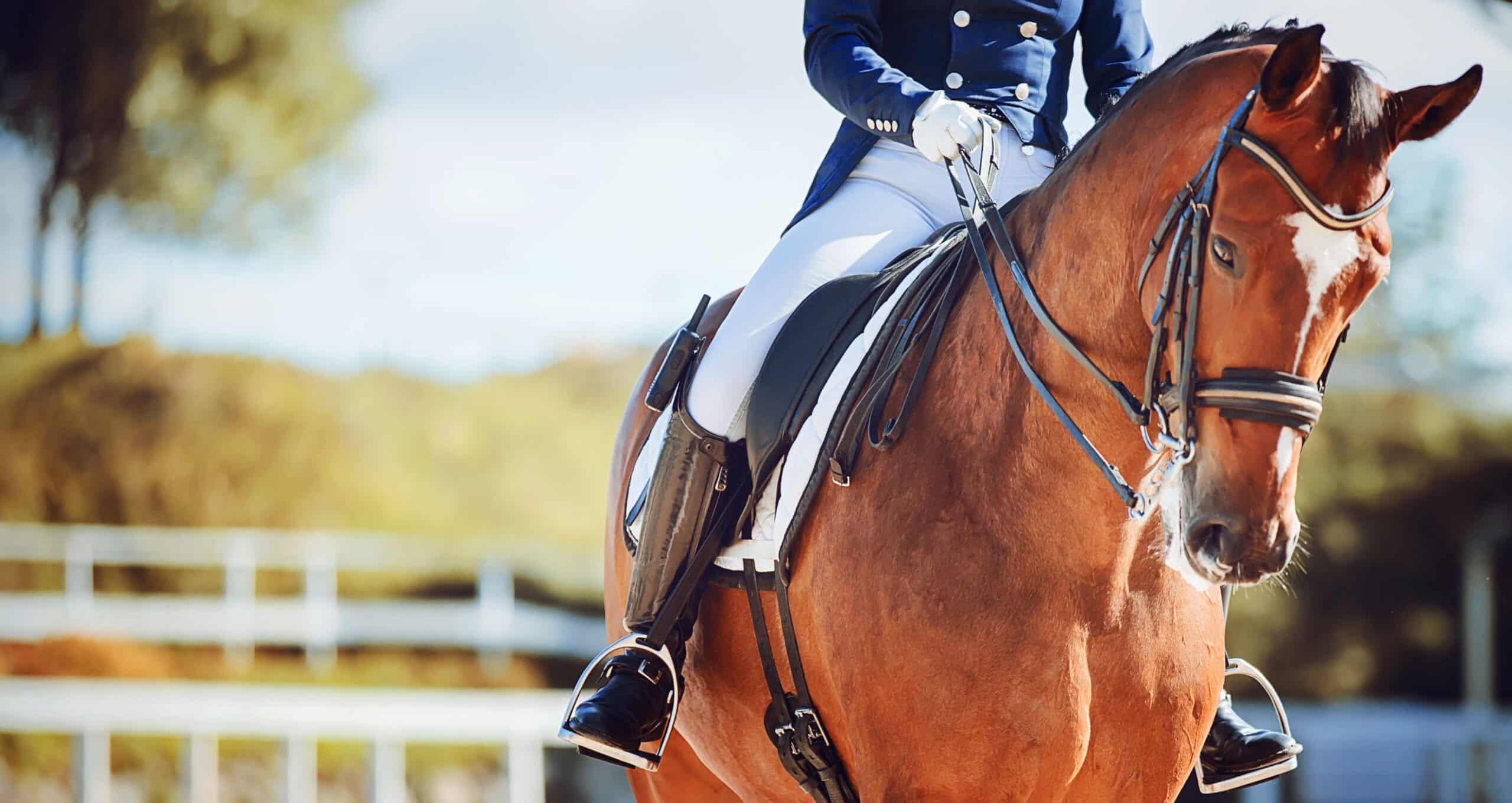 Equestrian rider on a chestnut horse