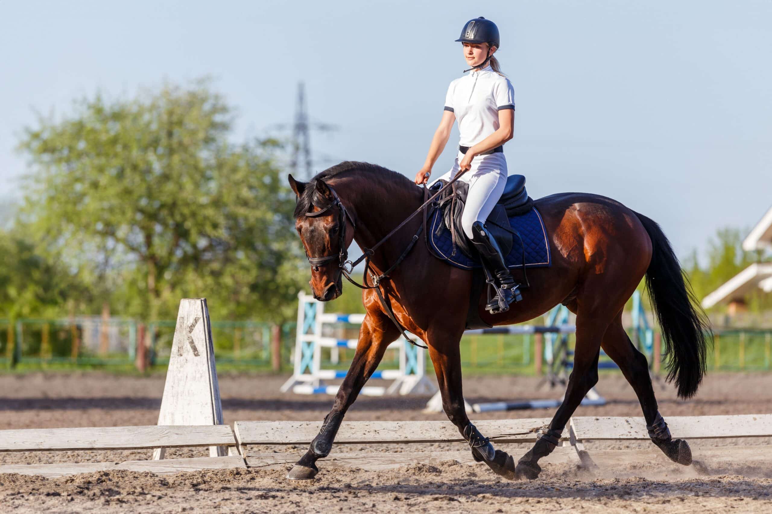 Jumping Horses for sale training session showing a horse in controlled flatwork, demonstrating balance, rhythm and foundational schooling