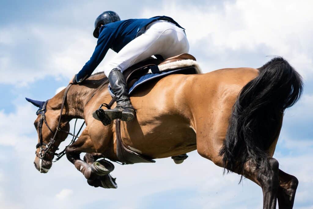 Jumping Horses for sale athlete performing a powerful jump over an obstacl